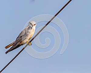 A Black Shouldered kite looking down