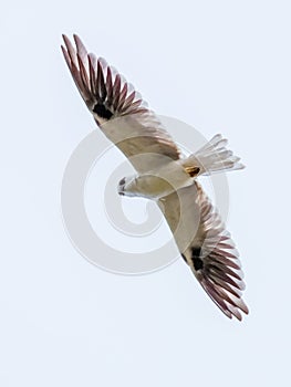 Black-shouldered Kite in New South Wales, Australia