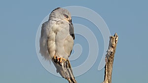 Black-shouldered kite perched on a branch