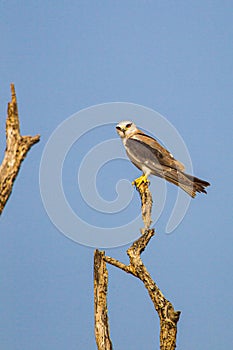 Black-shouldered Kite perched on a dead branch overlooking Bandhavgarh