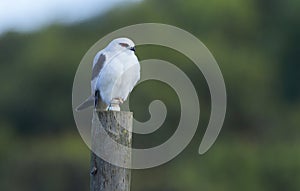 Black Shouldered Kite perched on a pole