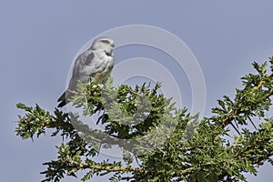 Black-shouldered Kite Perched photo