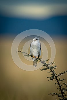 Black-shouldered kite perches on bent thornbush branch