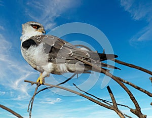 A black-shouldered kite photographed in South Africa.