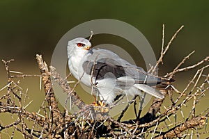 Black-shouldered kite with prey, South Africa