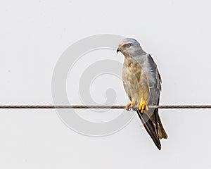A Black shouldered kite resting on a wire