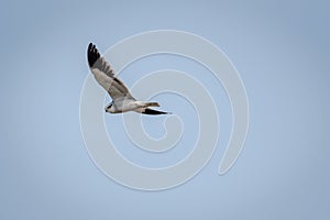 Black shouldered kite a small raptor flying