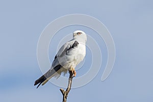 Black-shouldered Kite in South Australia