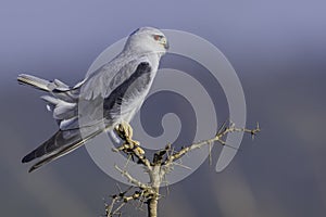 Black-shouldered Kite with tail cocked