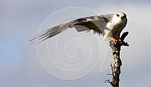 Black shouldered kite in a unique pose photo