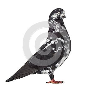 Black Show Tippler Pigeon isolated on white