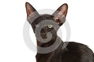 Black Siamese cat