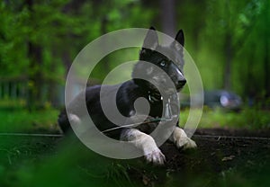 Black Siberian Husky dog breed is in the night forest