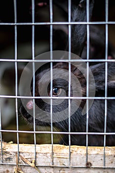 Black sick rabbit in the cage with myxomatosis