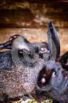 Black sick rabbit in the cage with myxomatosis