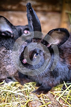 Black sick rabbit in the cage with myxomatosis