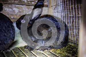 Black sick rabbit in the cage with myxomatosis