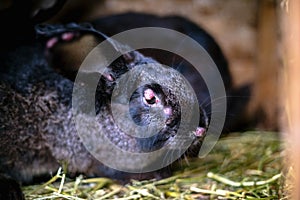 Black sick rabbit in the cage with myxomatosis