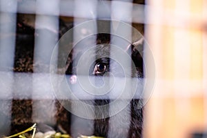 Black sick rabbit in the cage with myxomatosis