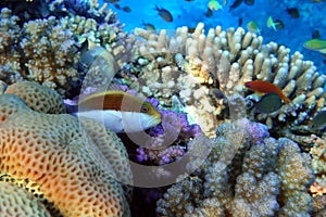 Black-sided hawkfish Paracirrhites forsteri, freckled hawkfish or Forster`s hawkfish, Coral fish - Red sea