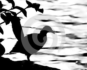 Black silhoette of bird at lake