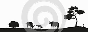 Black silhouette of african buffalo. Isolated scene with bull family. Landscape with wild african animals