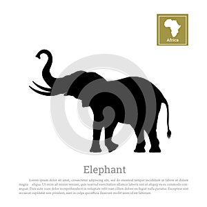 Black silhouette of an African elephant on a white background