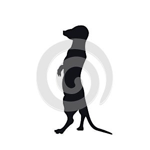 Black silhouette of african meerkat on white background. Isolated mongoose icon. Wild animals of Africa. Savannah nature