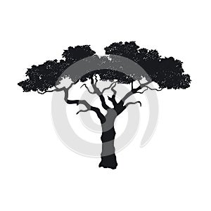 Black silhouette of african tree. Isolated image of savannah nature. Forest landscape of Africa. Acacia icon