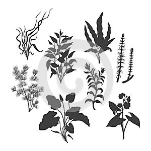 Black silhouette of aquarium plants. Isolated drawing set of aquatic herbs. River grass art. Underwater decoration