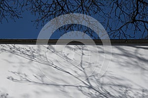 Black silhouette of bare tree with blue sky background and gray shadows of bare tree branches on old white concrete wall