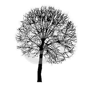 Black silhouette of a bare tree . Vector illustration