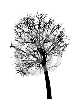 Black silhouette of a bare tree . Vector illustration