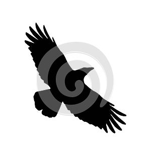 Black silhouette of a bird flying