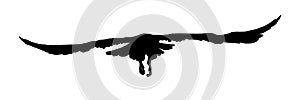 Black silhouette birds isolated on white background. Falcon, hawk, eagle or orel. A large predator soar in the air. Graphic simple