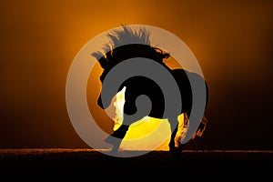 Black silhouette of a bolting Haflinger horse with a orange background