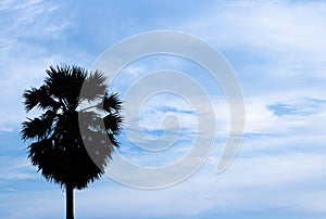 Black silhouette Borassus flabellifer,Asian palmyra palm, toddy palm, sugar palm tree the left side and on blue sky background.