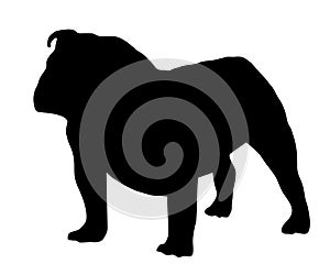 Black Silhouette Bulldog vector