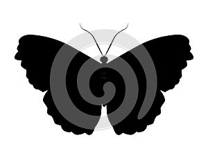 Black silhouette of a butterfly vector, insect