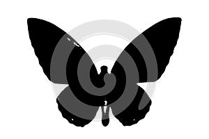 Black silhouette of a butterfly on white background