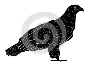 Black silhouette Cartoon wild eagle in isolate on a white background.