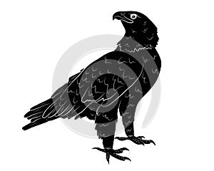 Black silhouette Cartoon wild eagle in isolate on a white background