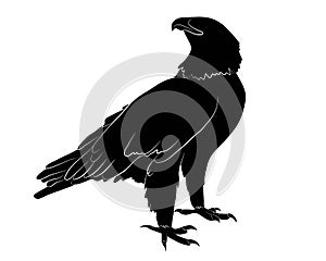 Black silhouette Cartoon wild eagle in isolate on a white background
