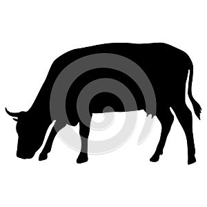 Black silhouette of cash cow on white background
