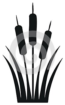 Black silhouette of cattail reeds growing in a marsh plant vector icon