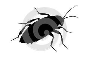 Black silhouette of a cockroach on white background. Vector illustration. Pest control and infestation concept for