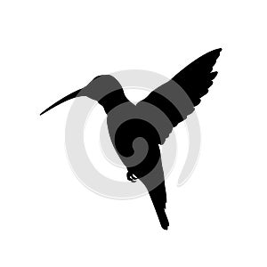 Black silhouette of colibri. Isolated image of humming bird on white background. Animal of North America