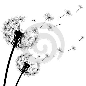 Black silhouette of a dandelion on white background