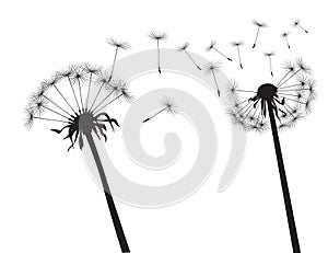 Black silhouette Dandelions. Vector Illustration. photo