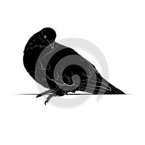 Black silhouette of a dove